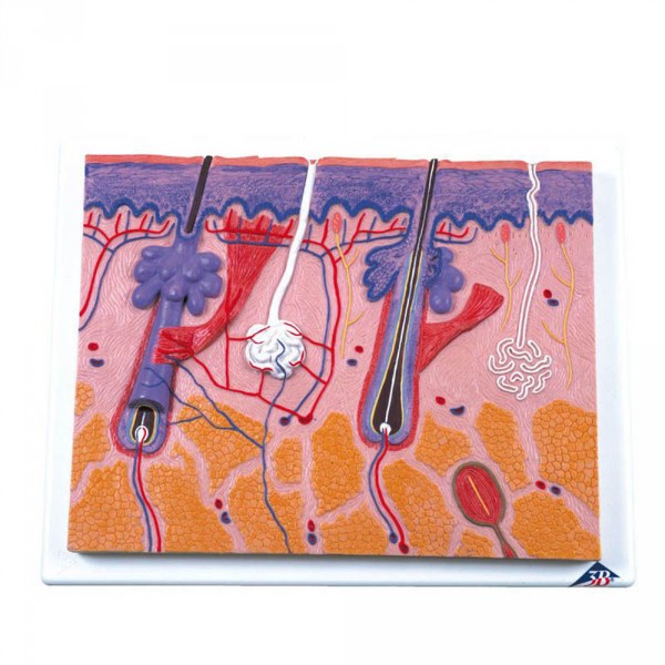 relief &#039;De Huid&#039;, 70x vergroting